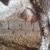 گاوسیمنتال