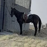 اسب