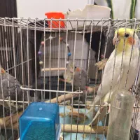 عروس هلندی|پرنده|فردیس, شهرک وحدت|دیوار