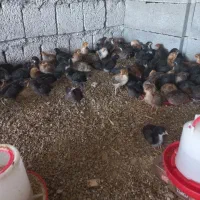 انواع  جوجه لهستانی و برهما و محلی.کاکلی ۱۵ روزه