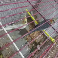 جفت عروس باجوجه