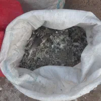 کودکبوتر سه گونی|گل و گیاه طبیعی|الوند, |دیوار