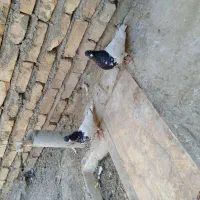 جفت سرسیاه کلاهی جفت سینه سیاه دوتا سورملقی|پرنده|کرمان, |دیوار