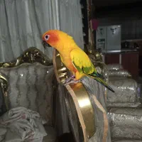 طوطی خورشیدی سانکانور