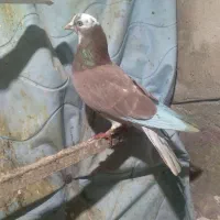 شامی و شازده صید شده