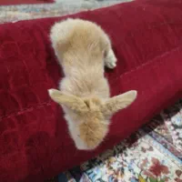 خرگوش لوپ|موش و خرگوش|زاهدان, |دیوار