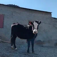 گوساله ماده‌ آبستن