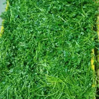 سبزی پاک شده و شسته شده|خوردنی و آشامیدنی|تهران, میدان میوه و تره‌بار مرکزی|دیوار