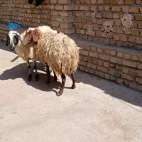 میش چاق 47کیلو|حیوانات مزرعه|کوهسار (البرز), |دیوار