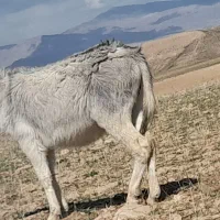 خر فروشی جوان