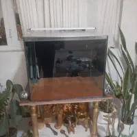 آکواریوم فروشی|ماهی|بندرعباس, |دیوار