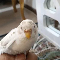 پرنده|پرنده|مشهد, رضاشهر|دیوار