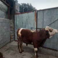 یک راس گوساله نر سمینتال