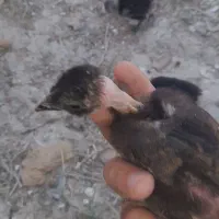جوجه محلی ۲۸۰ جوجه گوشتی ۱۰ روزه۶۰