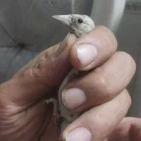 جوجه سهره نرهمراه با قفس تله