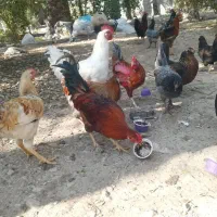 خروس و بوقلمون مرغ جوجه|حیوانات مزرعه|جم, |دیوار