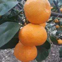 کاریابی