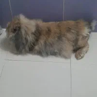خرگوش لوپ ماده