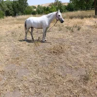مادیان کورد کت و کلفت ،۷ساله،یورقه عالی