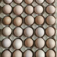 تخم مرغ محلی تازه|خوردنی و آشامیدنی|نیشابور, هفده شهریور|دیوار