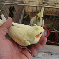 عروس هلندی با تخم|پرنده|شهرضا, |دیوار