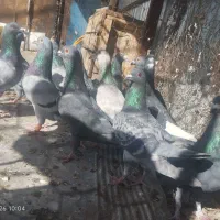 کفتر سبز پولکی آلمانی قره خط دار زاغ