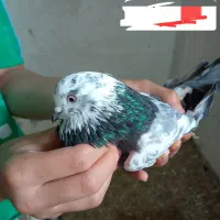 ۸ تا کبوتر|پرنده|رشت, حمیدیان|دیوار