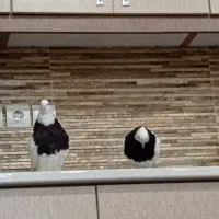 معاوضه با کبوتر رنگی