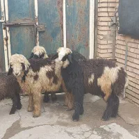 کووه بختیاری|حیوانات مزرعه|گتوند, |دیوار