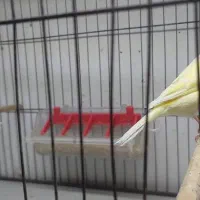 قناری رد فاکتور اصل و یلو فاکتور