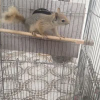 حیوان‌‌. اهلی