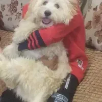 واگذاری سگ شیتزو