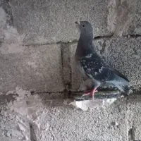 جوجه دوبرگرفتنی