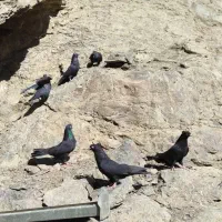 کبوتر زاغ آبادانی