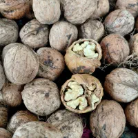 کاغذی وخوشمزه