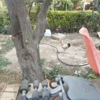 تعدادی مرغ برهما لهستانی و مرندی درجه یک|حیوانات مزرعه|کرج, شهرک نهال و بذر|دیوار