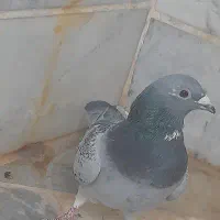 مگس پر سفید|پرنده|نهبندان, |دیوار