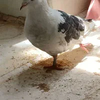 نگهداری از یک کبوتر