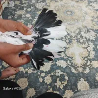 گفتر سوسک نر تهرانی|حیوانات|شاهرود, |دیوار