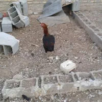 مرغ و خروس لاری و دو رگ