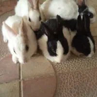 چند عدد خرگوش|موش و خرگوش|آشخانه, |دیوار