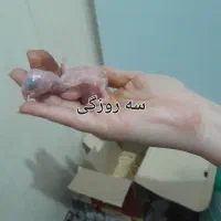 شاه طوطیم فرار کرده|حیوانات|قدس, شهرقدس|دیوار