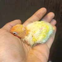 جوجه طوطی برزیلی فیشر طلایی