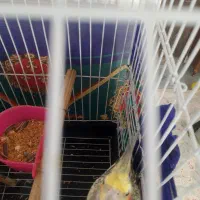 عروس هلندی طاووس