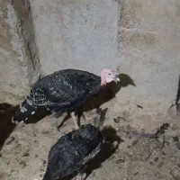 بوقلمون محلی