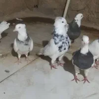 طوقی|پرنده|مسجد سلیمان, |دیوار