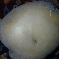 کارگر به چند نفر جهت سیب زمینی نیازمندیم