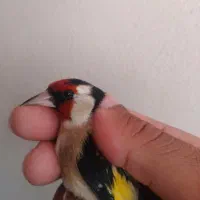 سیره گلچین|پرنده|سرپل ذهاب, |دیوار