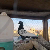 سینه ای|پرنده|اصفهان, منتظرالمهدی|دیوار