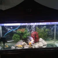 آکواریوم کامل با همه ای تجهیزات|ماهی|خمینیشهر, |دیوار